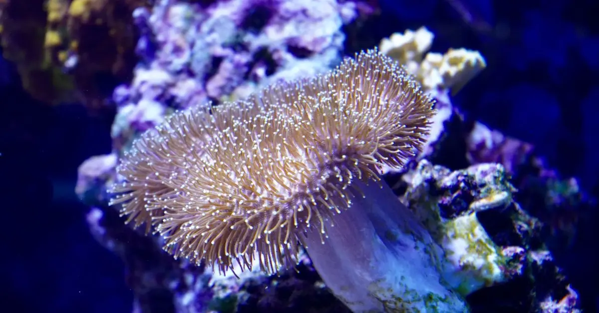 Les Dynamiques des Écosystèmes Marins : Comprendre leur Impact