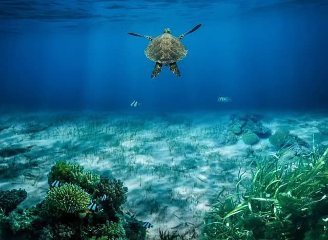 À la découverte des mers oubliées : enjeux et mystères