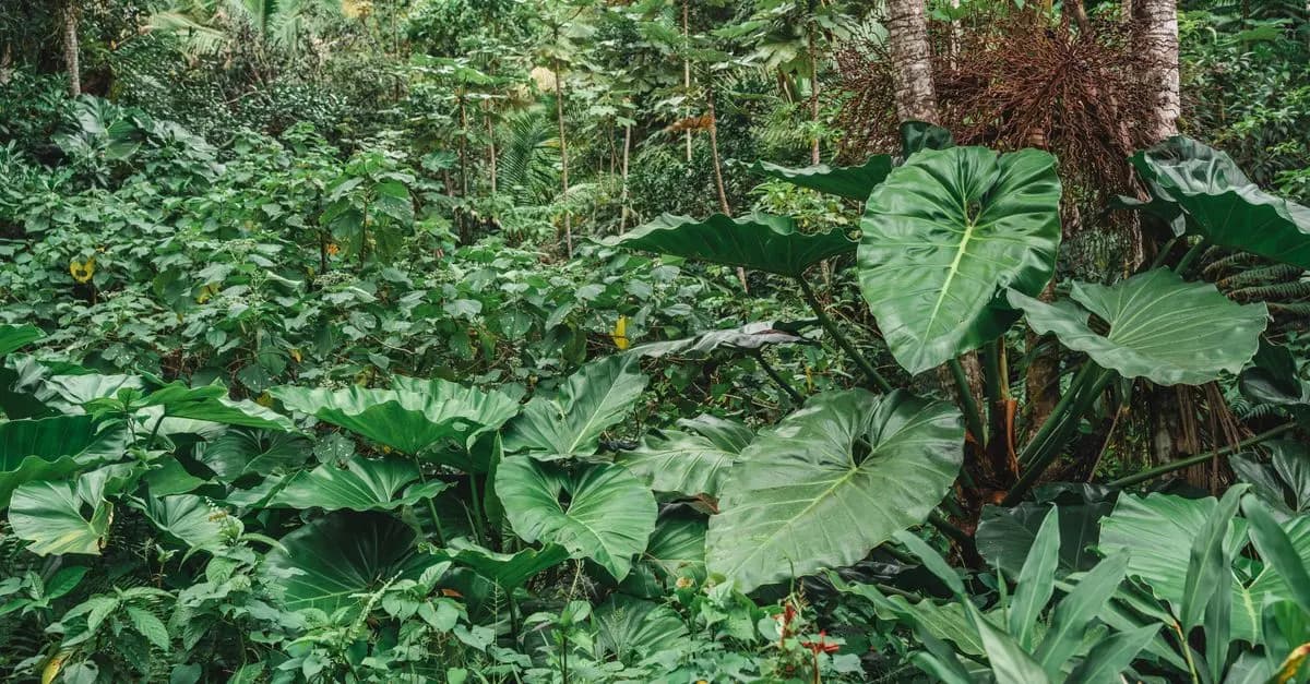 Les Biomes : Comprendre les Écosystèmes Terrestres