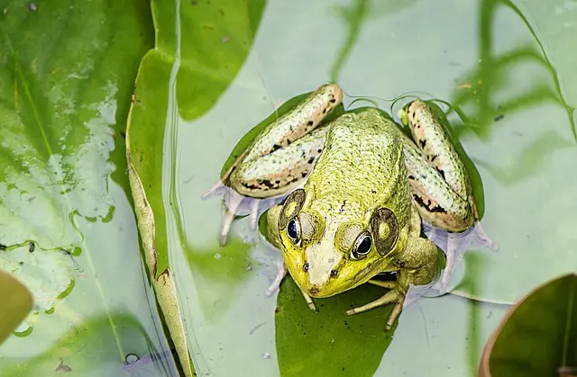 Comment les Vulnérabilités Écologiques Façonnent notre Planète
