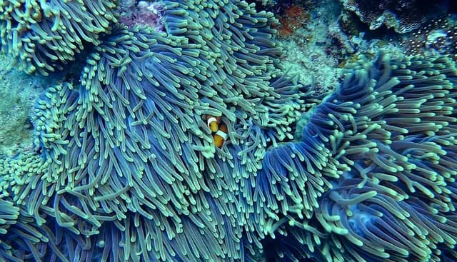 À la découverte des écosystèmes marins : trésors cachés