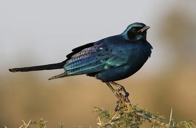Explorer les paysages géographiques les plus incroyables