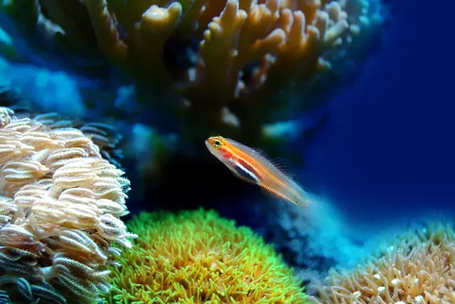 Comprendre la Géographie des Écosystèmes Marins